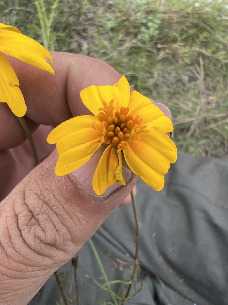 Tagetes linifolia photo 6