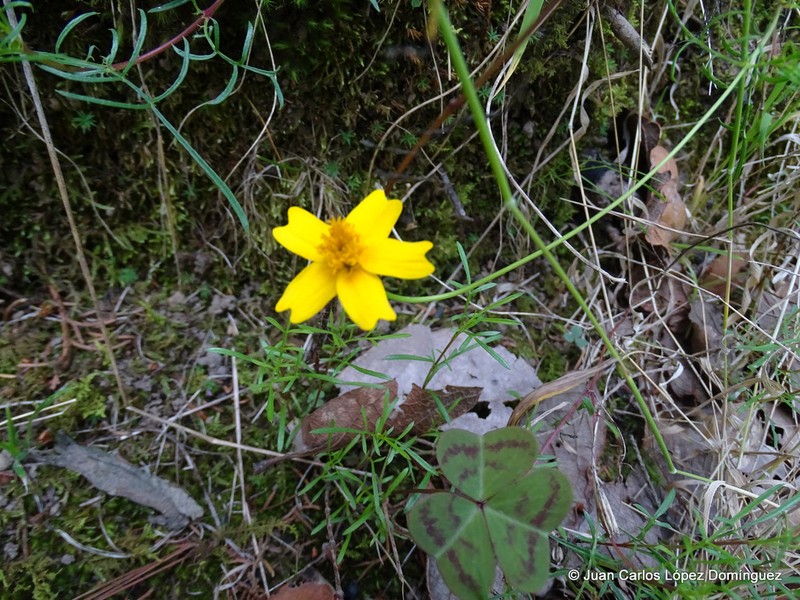 Tagetes linifolia photo 7