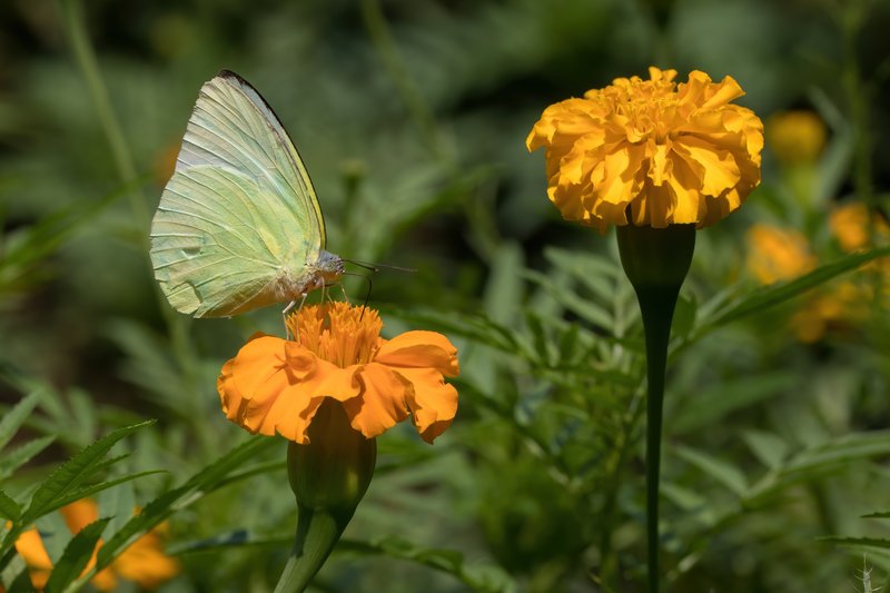 Sweetscented Marigold