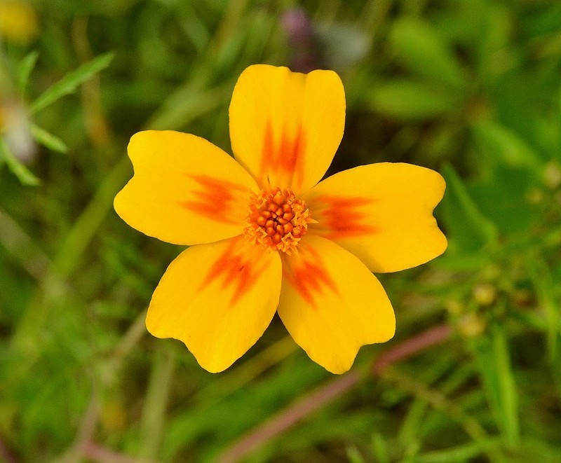 Tagetes lunulata