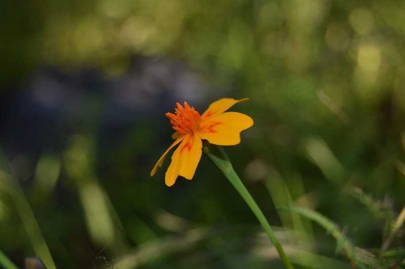 Tagetes lunulata photo 2