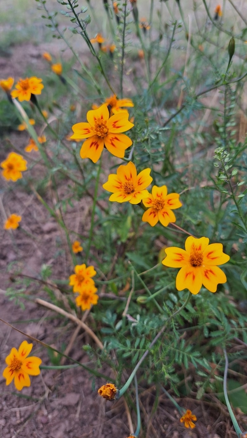 Tagetes lunulata photo 3