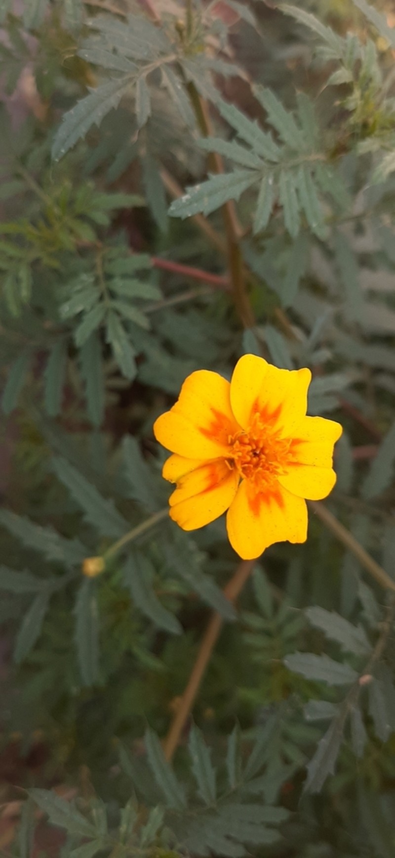 Tagetes lunulata photo 4