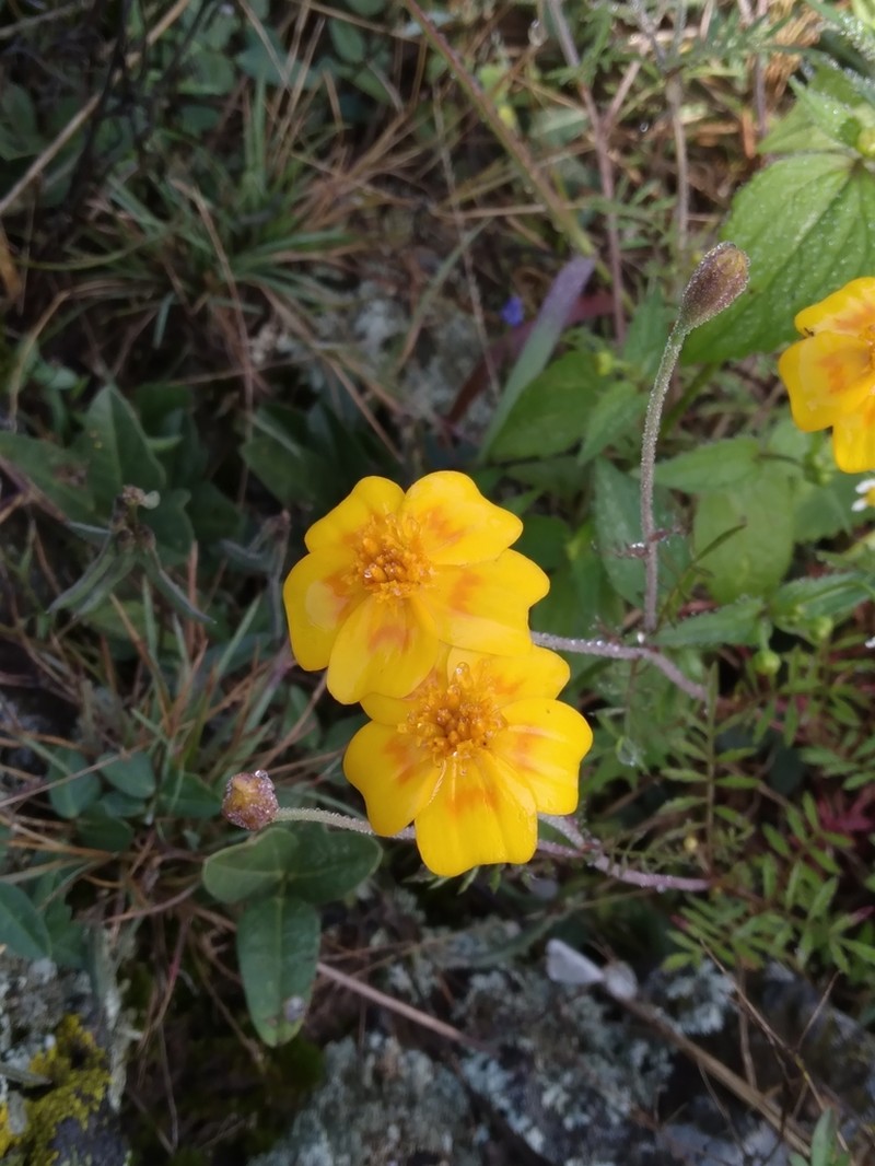 Tagetes lunulata photo 5