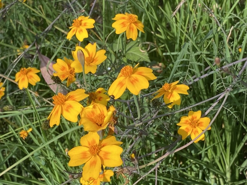 Tagetes lunulata photo 6