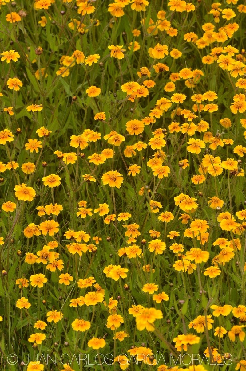 Tagetes lunulata photo 7
