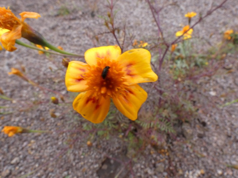 Tagetes lunulata photo 8