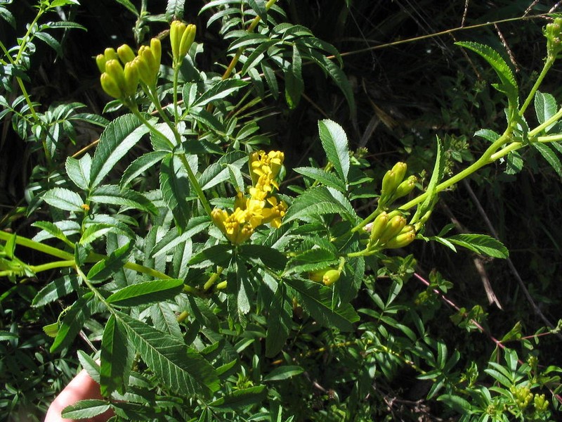 Tagetes mandonii