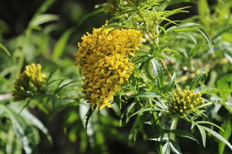Tagetes mandonii photo 2