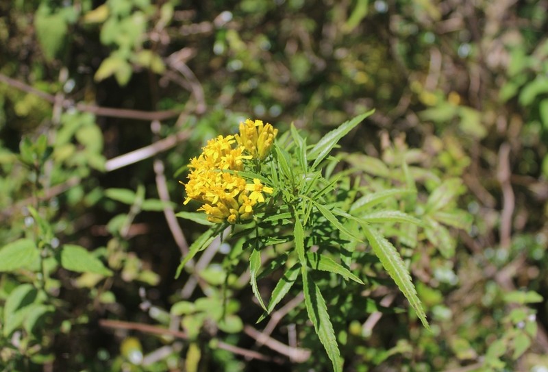 Tagetes mandonii photo 3