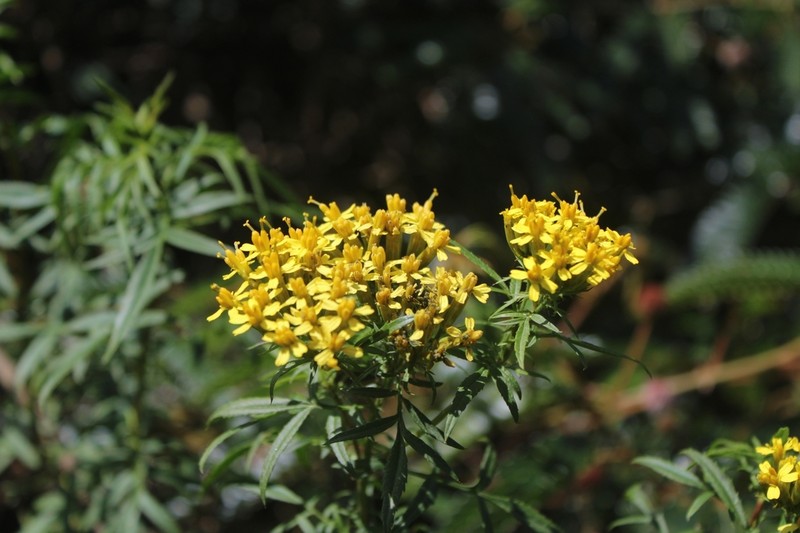 Tagetes mandonii photo 4