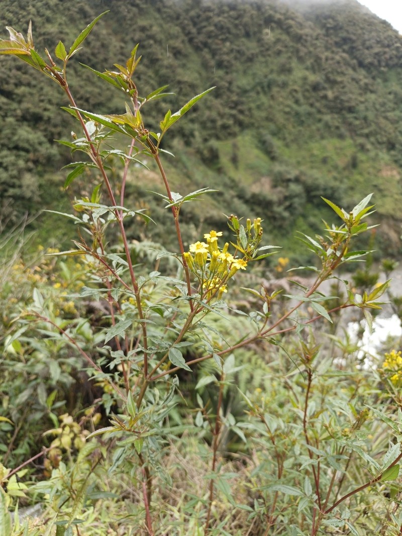 Tagetes mandonii photo 5