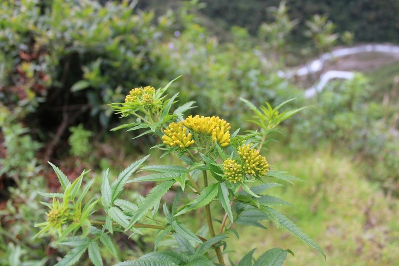 Tagetes mandonii photo 6