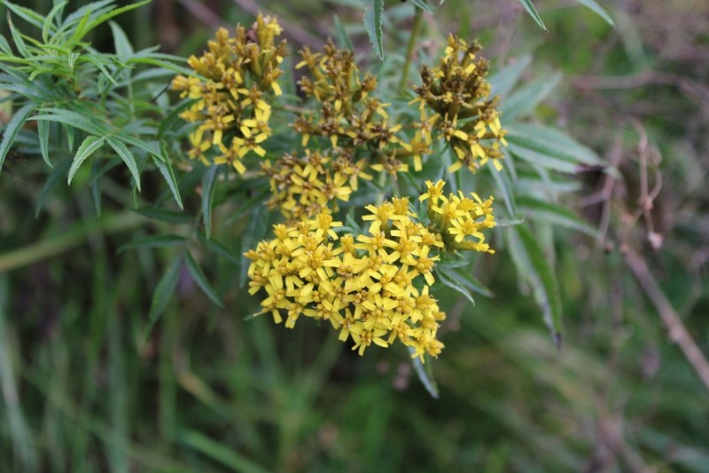 Tagetes mandonii photo 7