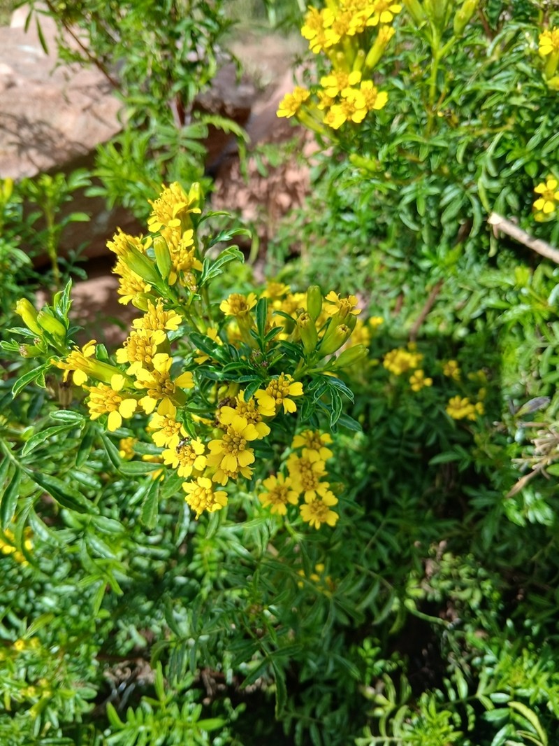 Tagetes mandonii photo 8