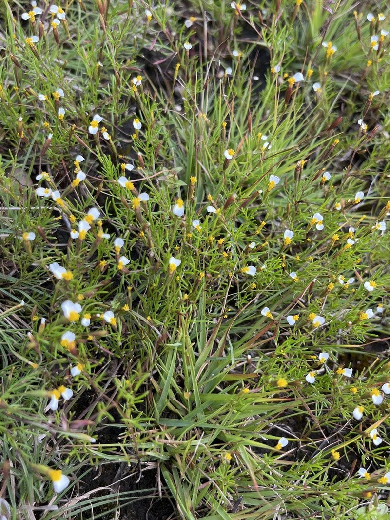 Licorice Marigold photo 5