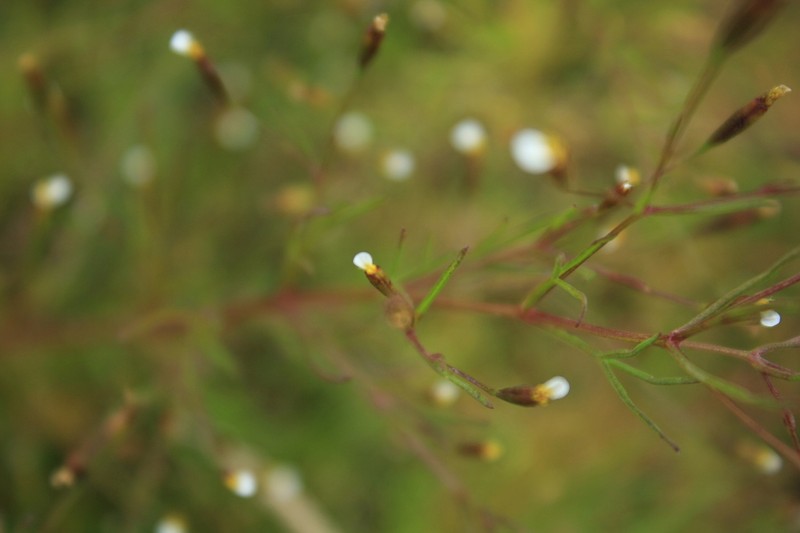 Licorice Marigold photo 6