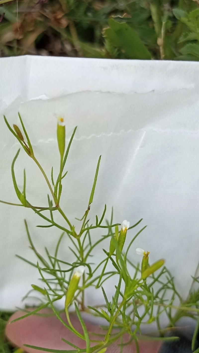 Licorice Marigold photo 7