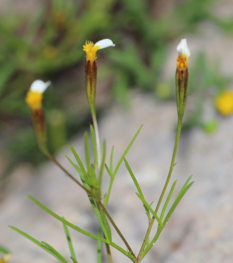Licorice Marigold photo 8