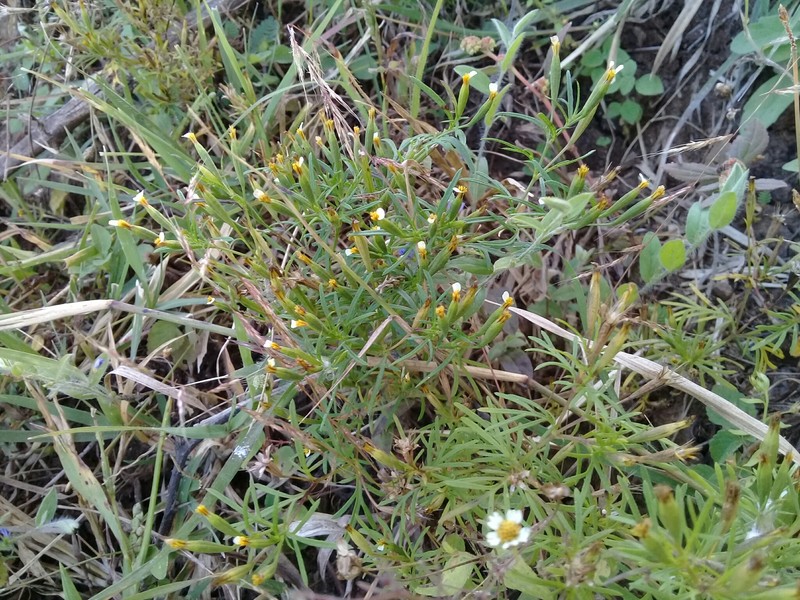 Licorice Marigold