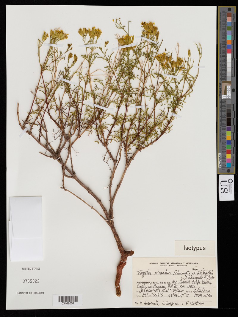 Tagetes mirandae