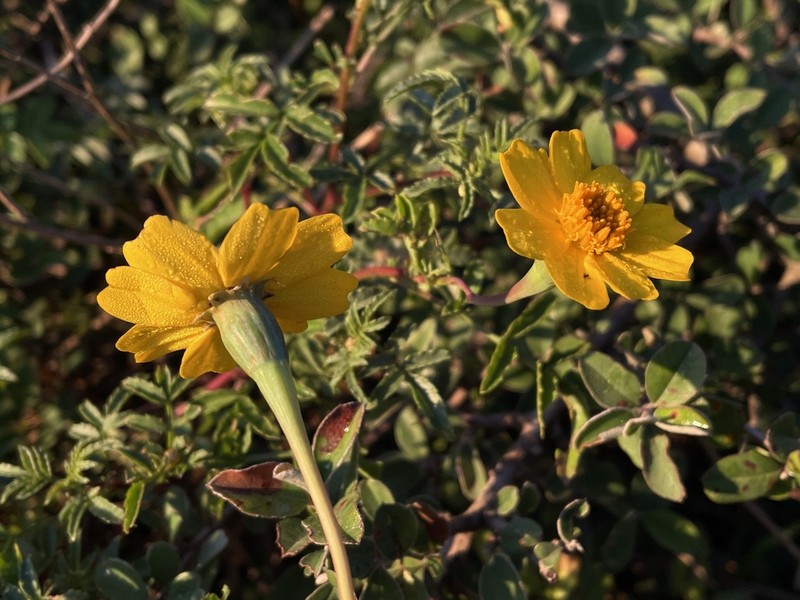 Tagetes moorei photo 3