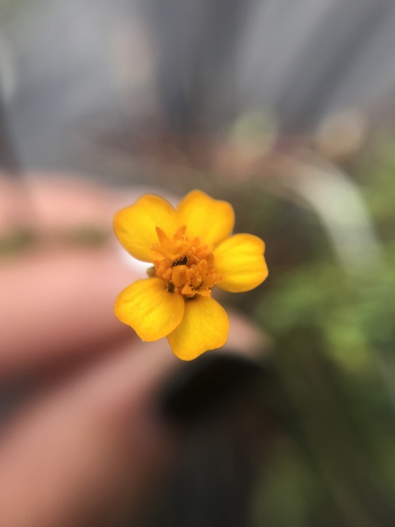 Tagetes moorei photo 4