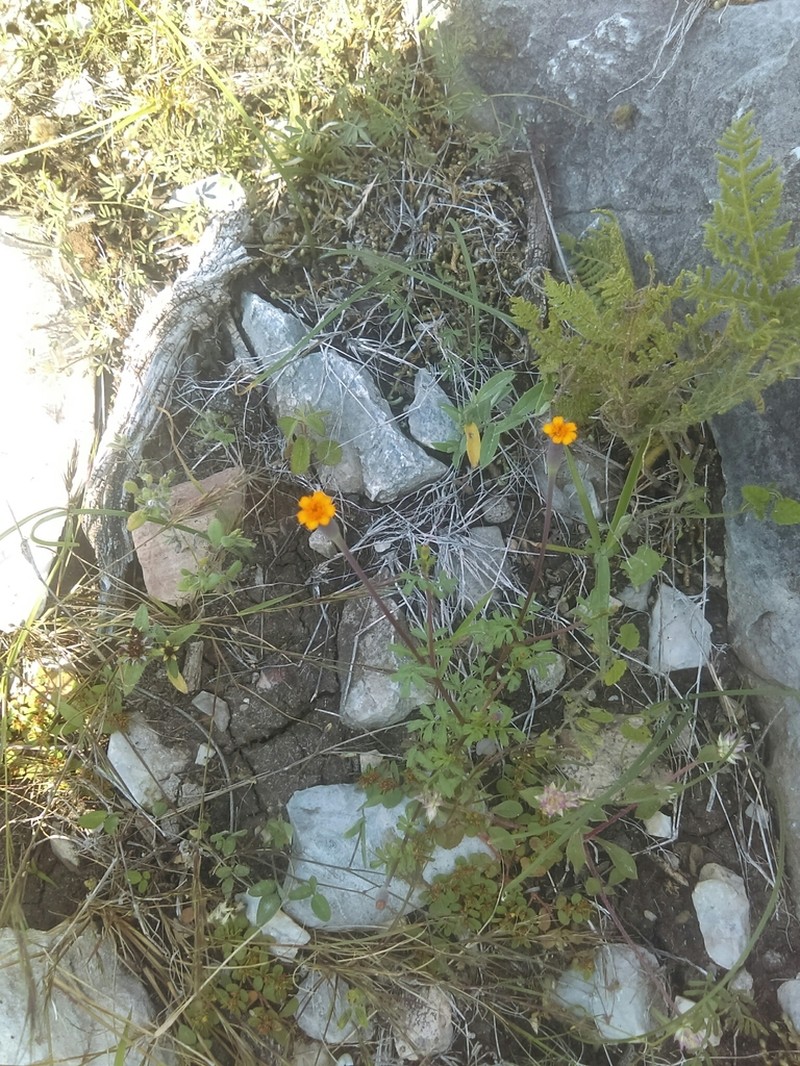 Tagetes moorei photo 5