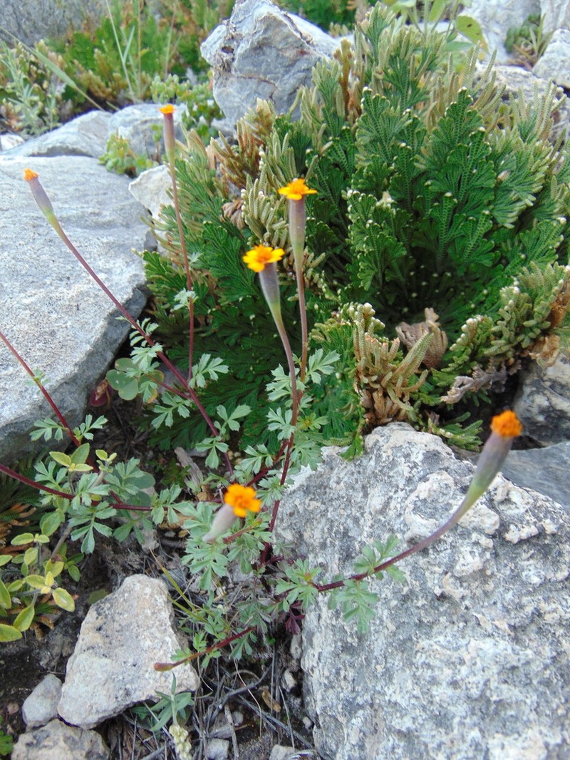 Tagetes moorei photo 6