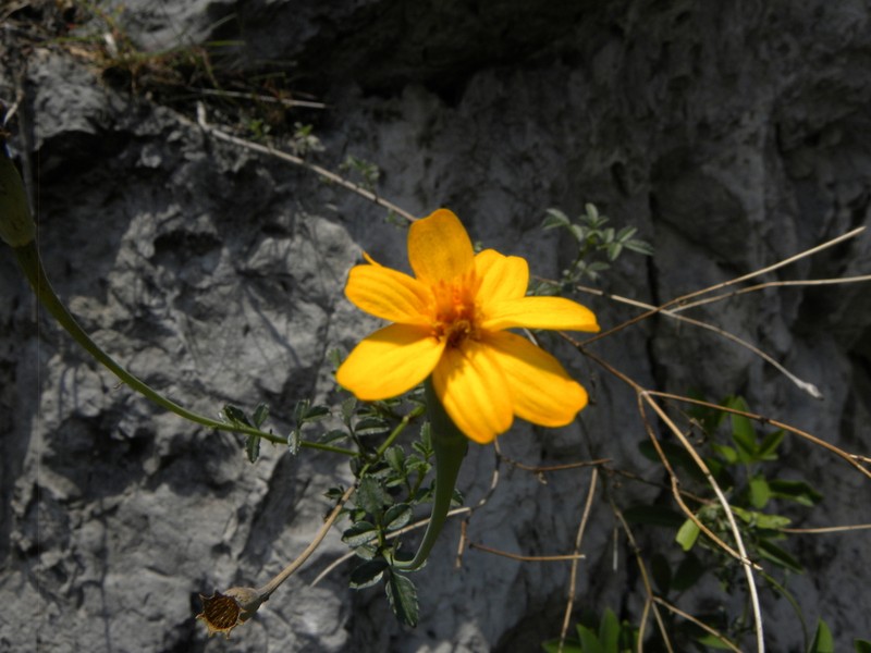 Tagetes moorei photo 7