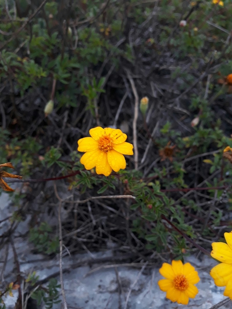 Tagetes moorei photo 8