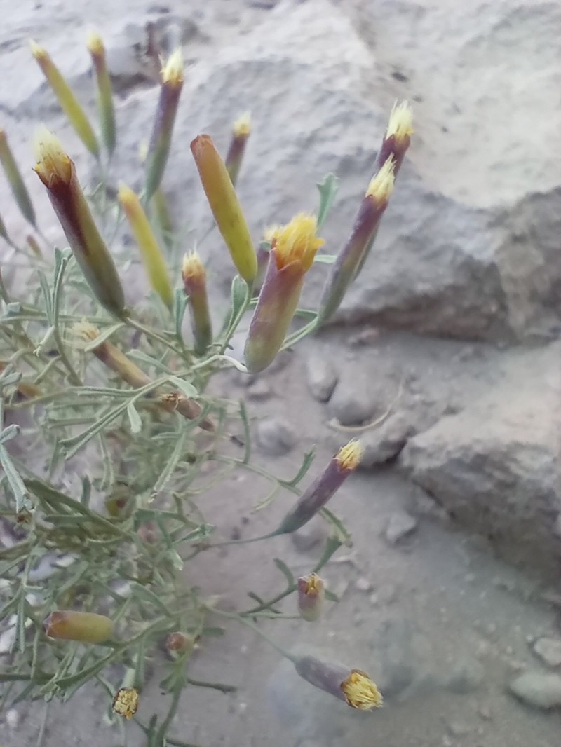 Tagetes multiflora photo 2