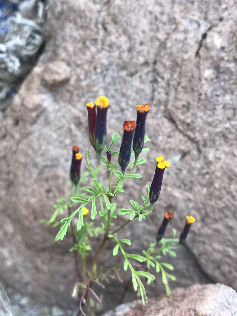 Tagetes multiflora photo 5