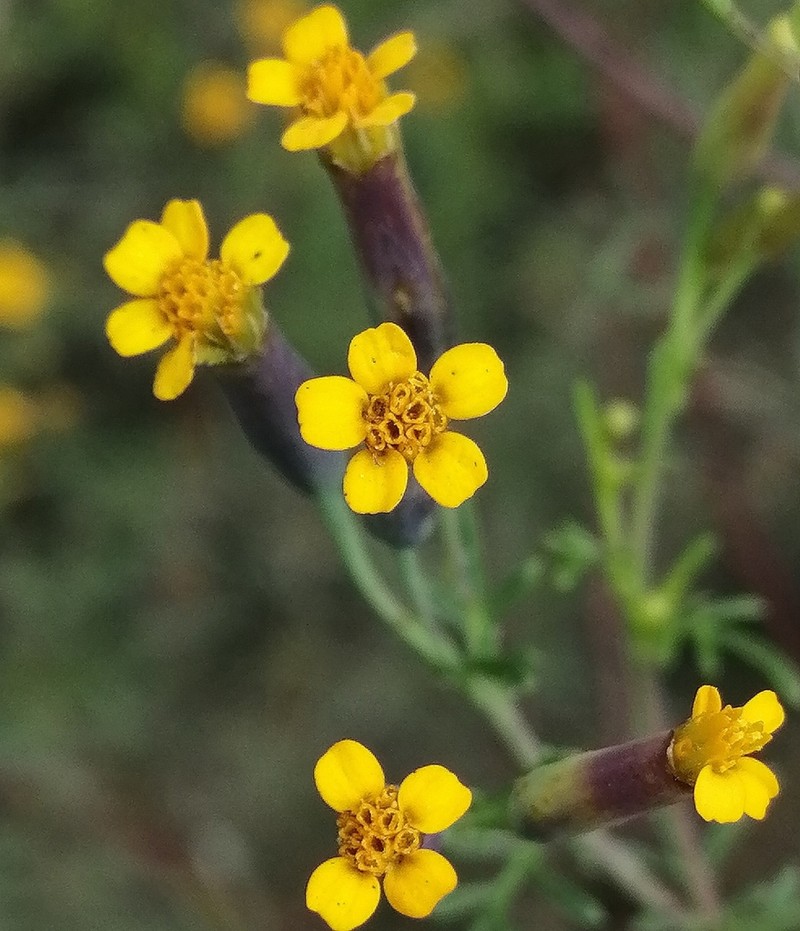 Tagetes multiflora photo 6