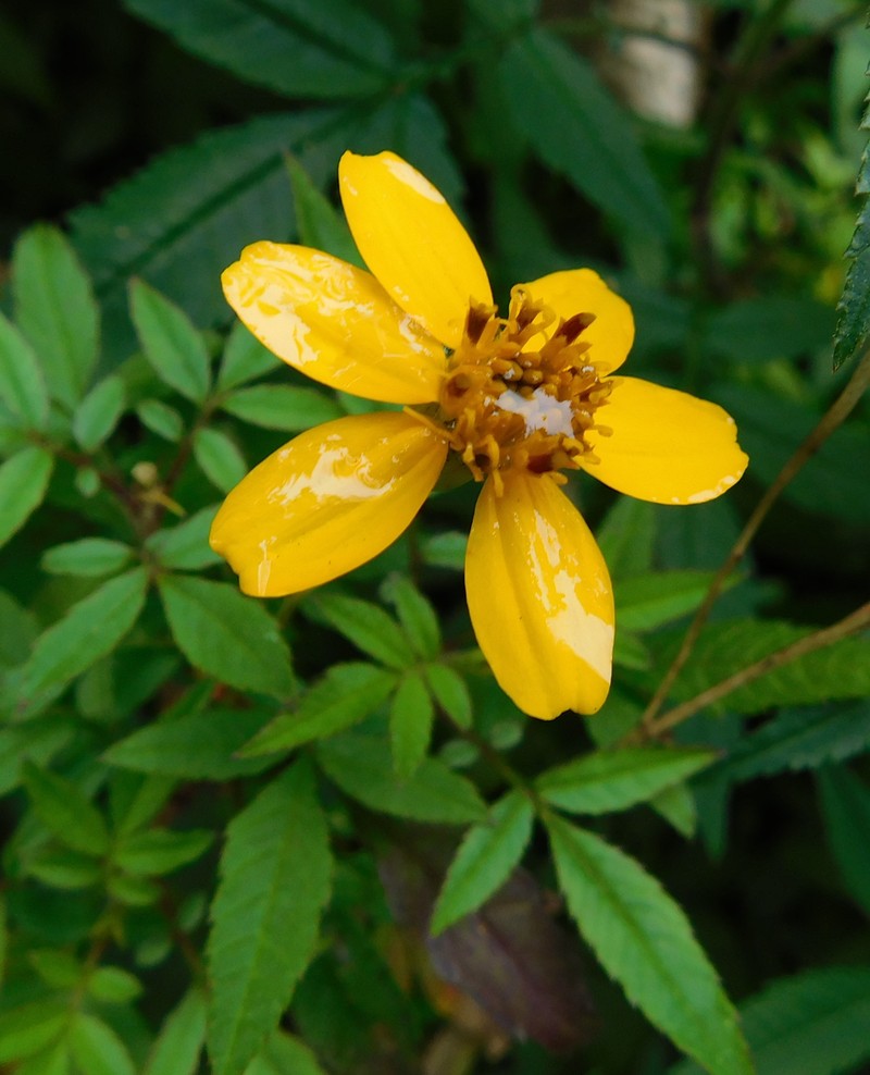 Tagetes nelsonii