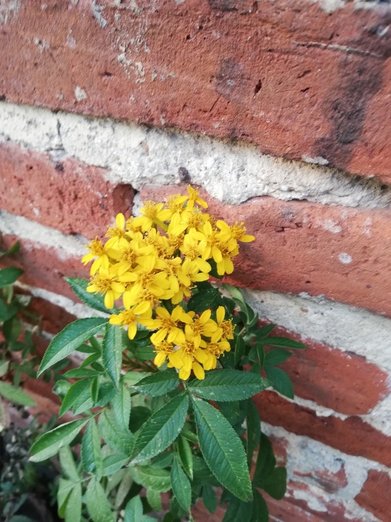 Tagetes nelsonii photo 2