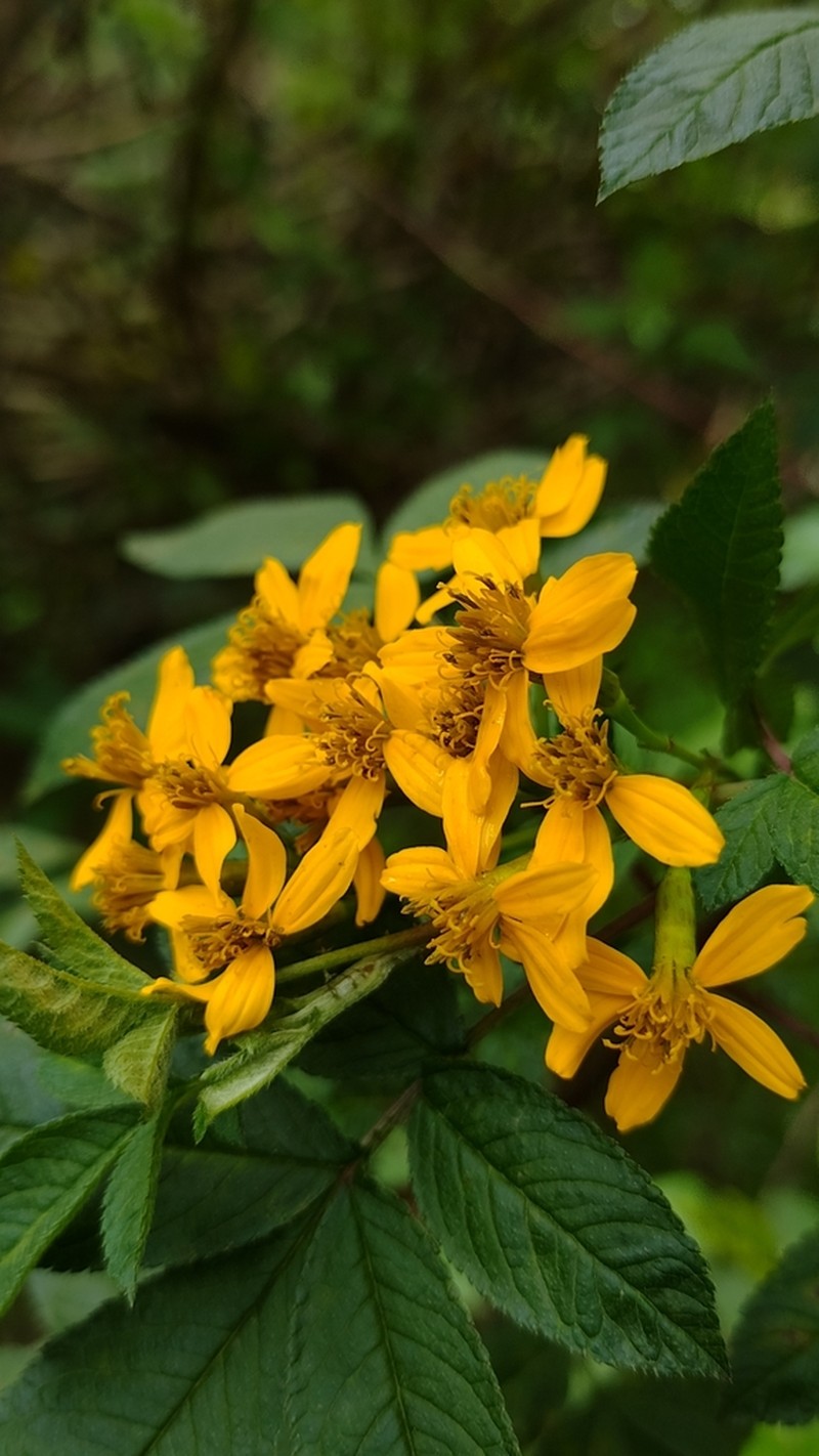 Tagetes nelsonii photo 3