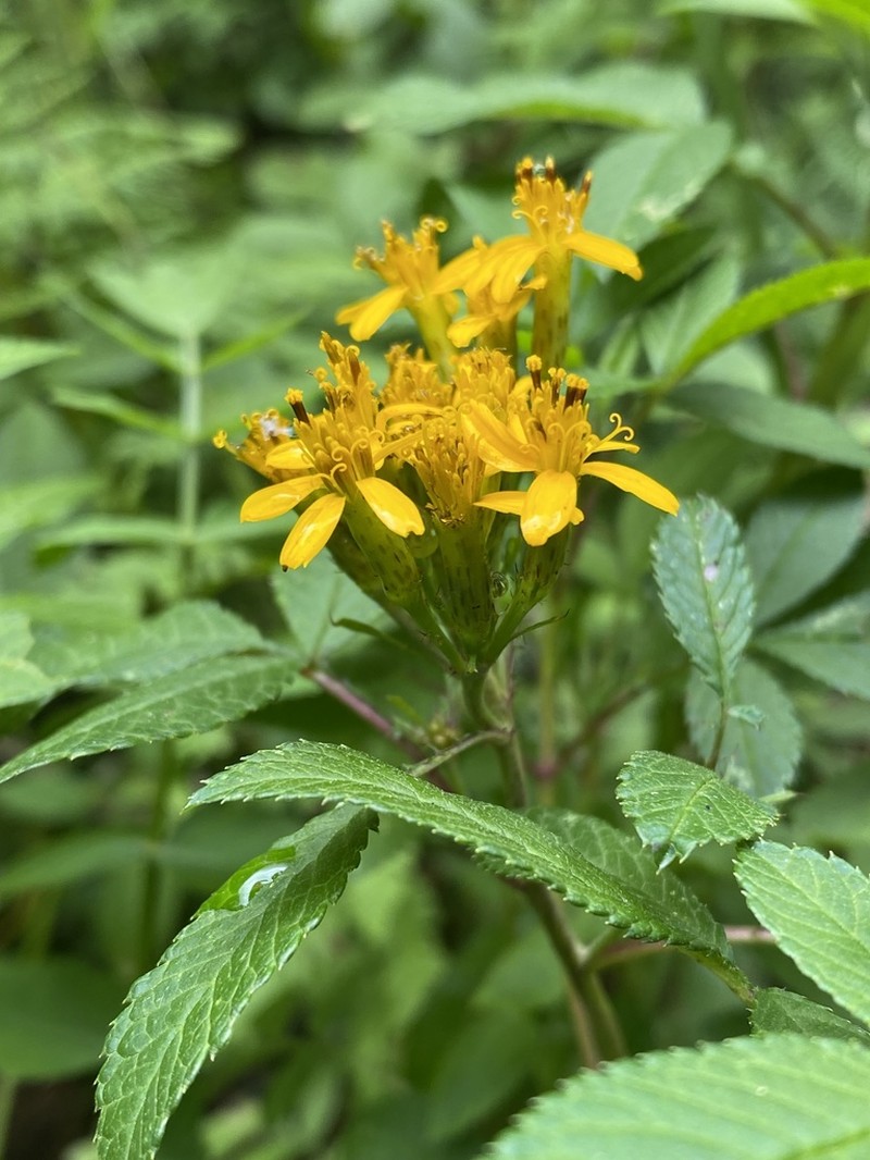 Tagetes nelsonii photo 4