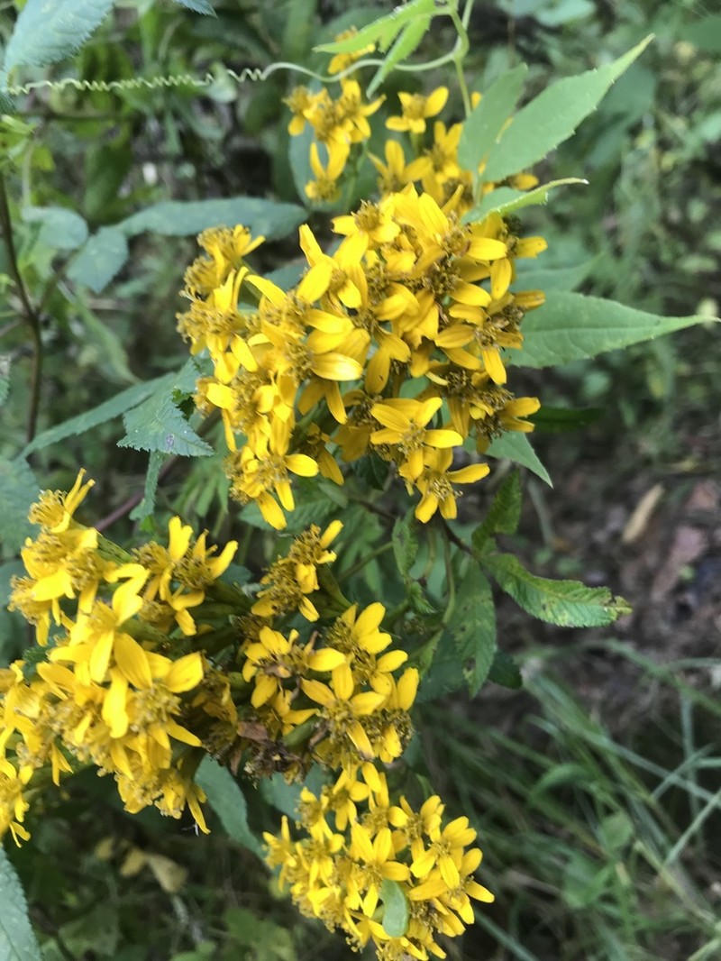 Tagetes nelsonii photo 5