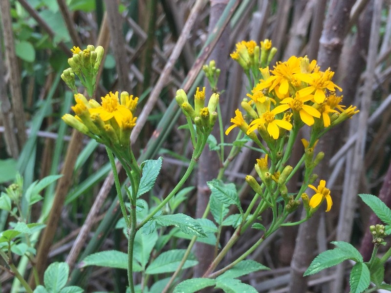 Tagetes nelsonii photo 7