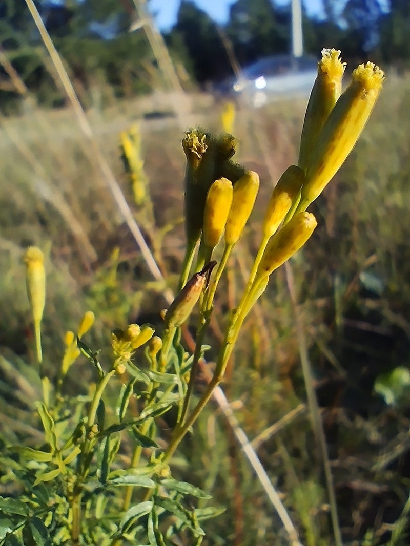 Tagetes ostenii photo 2