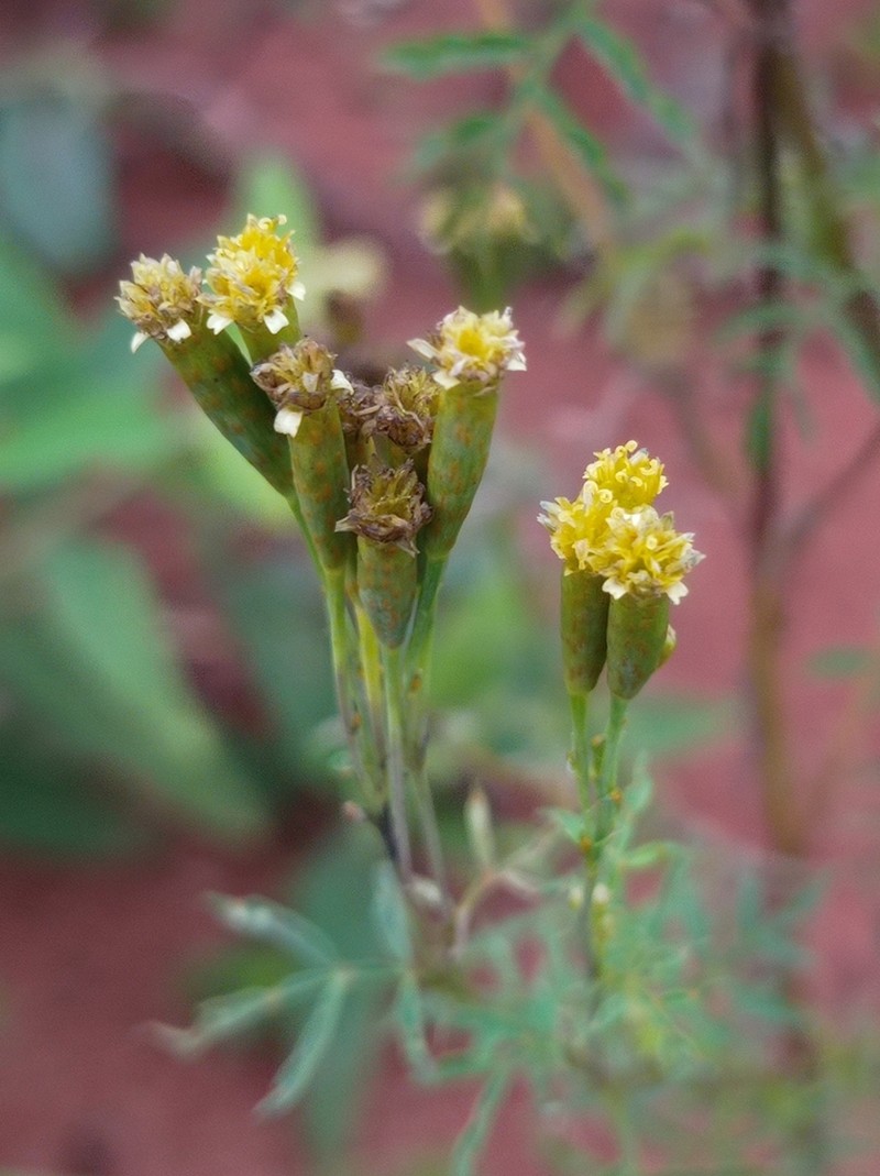 Tagetes ostenii photo 5
