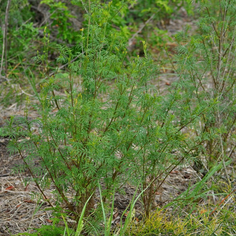 Tagetes ostenii photo 6