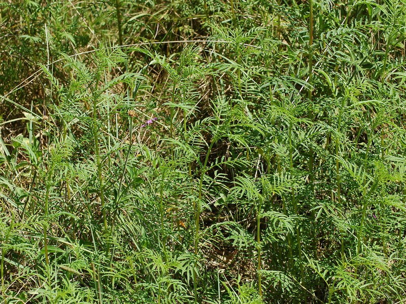 Tagetes ostenii photo 7