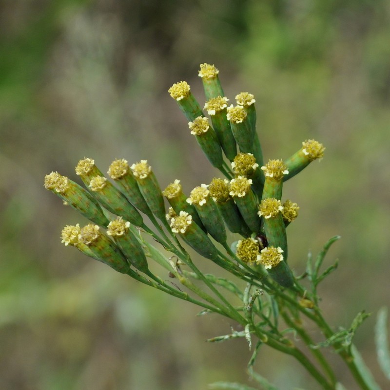 Tagetes ostenii photo 8