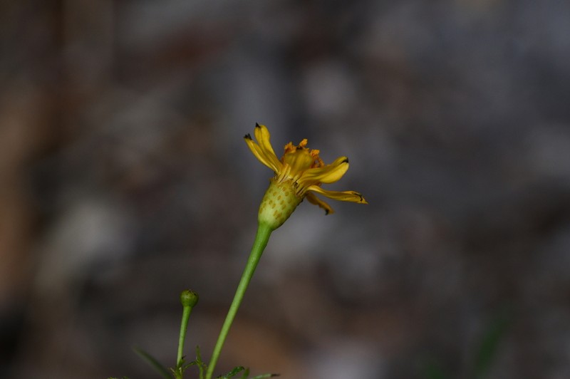 Tagetes palmeri