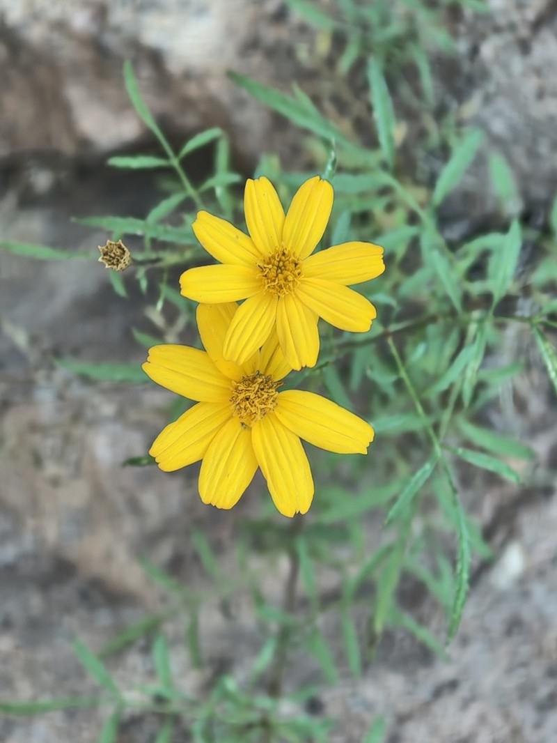 Tagetes palmeri photo 2