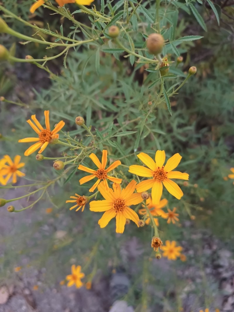 Tagetes palmeri photo 3