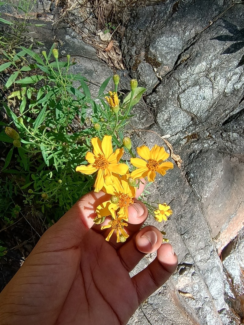 Tagetes palmeri photo 4