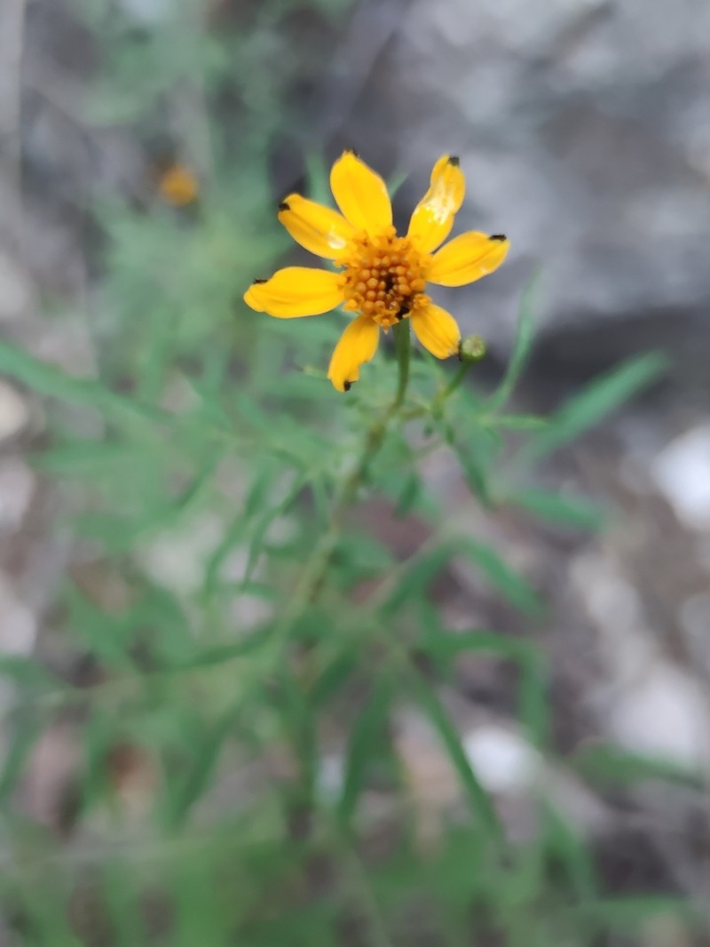 Tagetes palmeri photo 6
